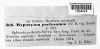 Hypoxylon perforatum image